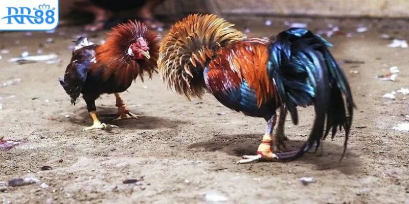 Hệ thống đặt cược và tỷ lệ thắng tại sảnh đá gà RR88